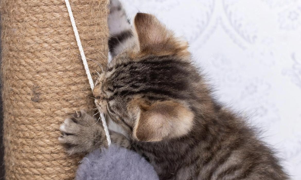 Cat scratching post: what it is for and why it is always useful to have it in the house-
