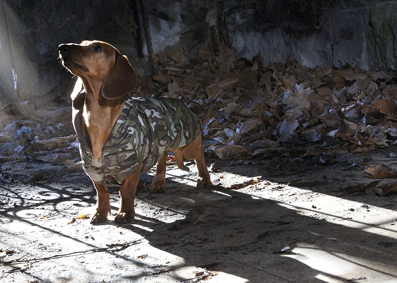 GIUBB IMB DACHSHUND MILITARY